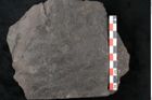 Foto (Detailansicht) von Plantae indet.  (NHMW-GEO-2024-0188-11494)
